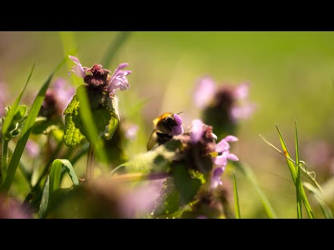 TAUBNESSEL - heimisches, essbares Wildkraut! [finden, bestimmen, zubereiten]