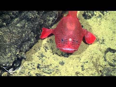 Deep sea anglerfish, unique new video | Dear Kitty. Some blog
