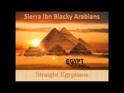 HR Asmaru Shaman Straight Egyptian Stallion