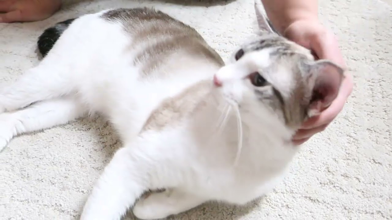 Enlarge Memphis, a Adoptable mixed breed in Marseilles, IL video 2/2