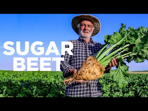 HOW SUGAR BEET IS HARVESTED?