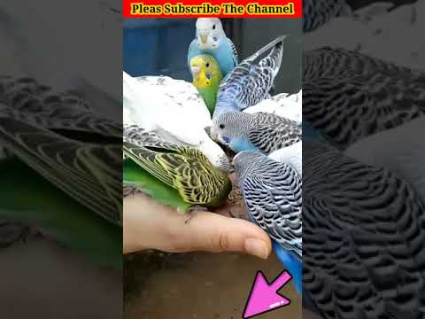 Video No.101   #shorts #Adeel #collection