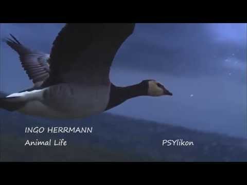 Ingo Herrmann - Animal Life