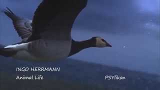 Ingo Herrmann - Animal Life