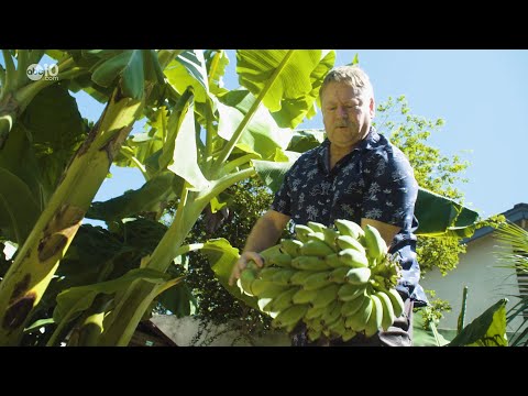 Modesto's Backyard Banana Farmer