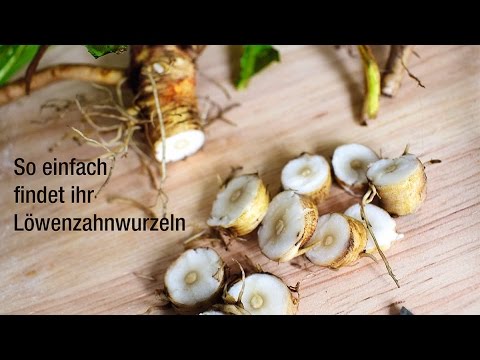 Die Gelenke des Fußes Anatomie Wirksame Behandlung von herniated Wirbelsäulenvolksmedizin