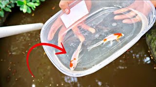 SAVING colorful GOLDFISH from TOXIC POND!!