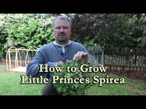 , title : 'How to grow Little Princess Spirea with a detailed description'