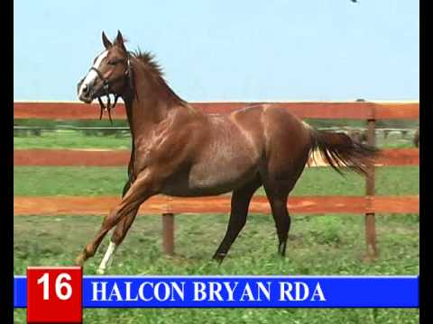 2014-GRAN REMATE HARAS RINCON DEL AGUARA - LOTE 16 - HALCON BRYAN RDA