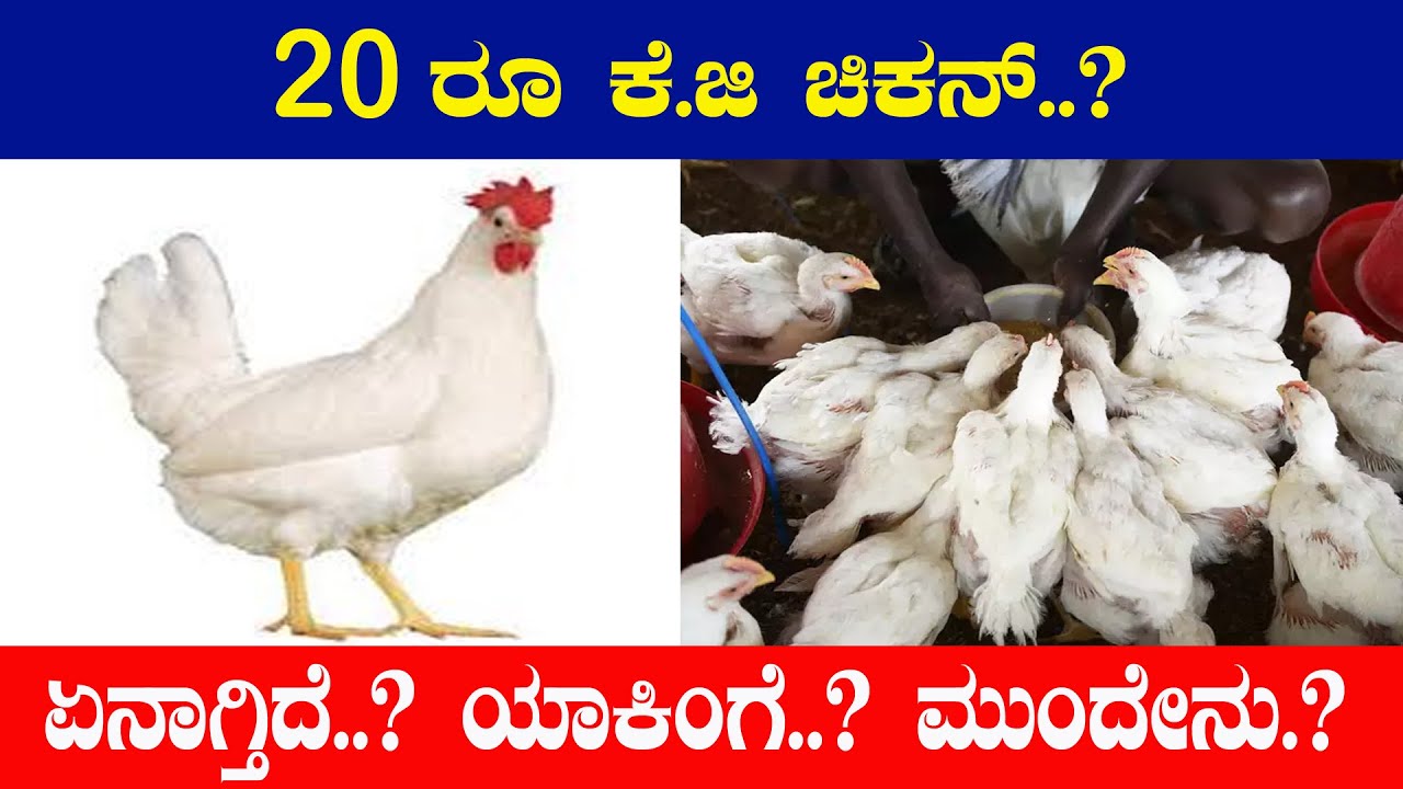 Watch video ಕೋಳಿ ಸಾಕಾಣೆದಾರರಿಗೆ ಆತಂಕ..! | Chicken Rate in bangalore..! | Karnataka TV Now ಕೋಳಿ ಸಾಕಾಣೆದಾರರಿಗೆ ಆತಂಕ..! | Chicken Rate in bangalore..! | Karnataka TV