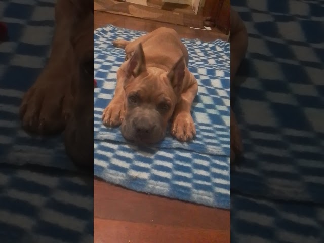 Italian Mastiff puppy for sale