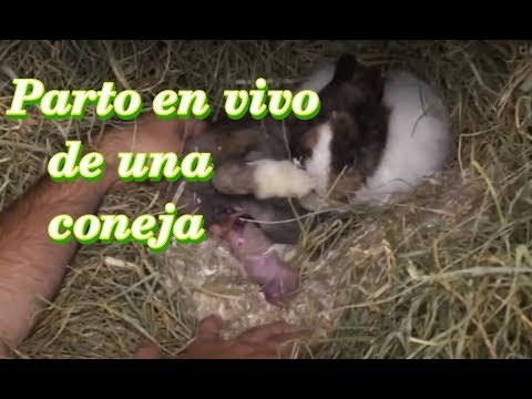 download lagu mp3 mp4 Como Paren Las Conejas, download lagu Como Paren Las Conejas gratis, unduh video klip Como Paren Las Conejas