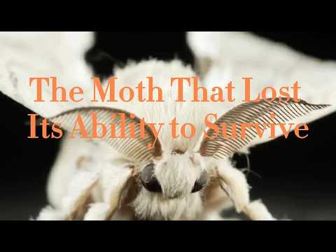 The Moth That Lost Its Ability to Survive