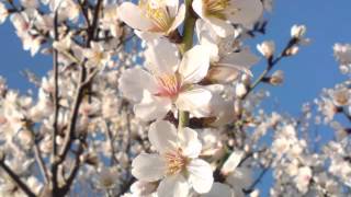 ♥ Les Belles Fleurs du Printemps  ♥