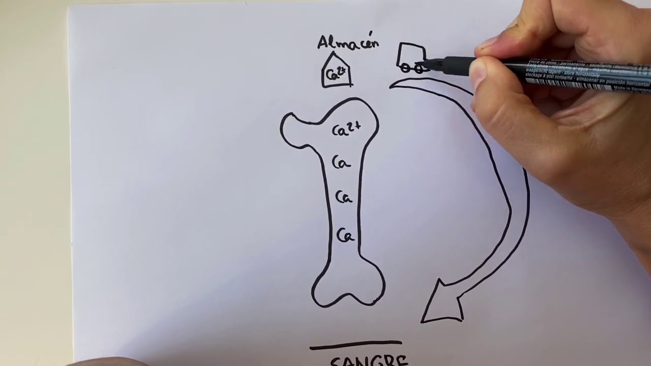 UD3: Metabolismo Calcio y Fósforo