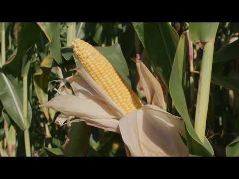 Introducing: Dekalb Maize