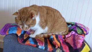 Benji tolerates the teenagers.