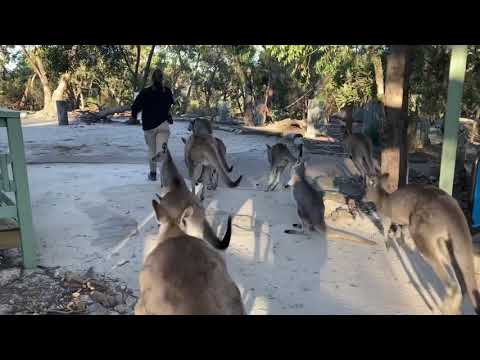Walkabout Wildlife Sanctuary