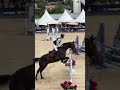 A VENDRE Hongre Anglo-Europ Sport Horse