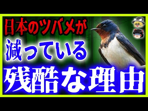 エリマキツバメ (Psalidoprocne pristoptera)