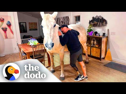 Meet Amerigo, the Indoor Pet Horse