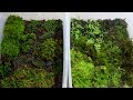 How to Propagate Your Own Moss