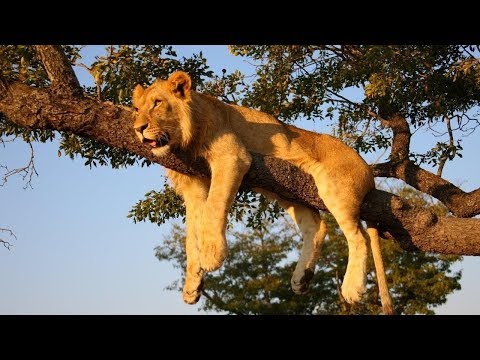 [Doku]Das Leben der Tiere in Afrika (HD)