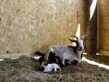 Sugarplum Dairy Pinta The Spanish Goat Delivers Twins 2009