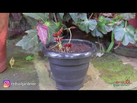 Here's a general guide on tips and care of the begonia plant - part 1