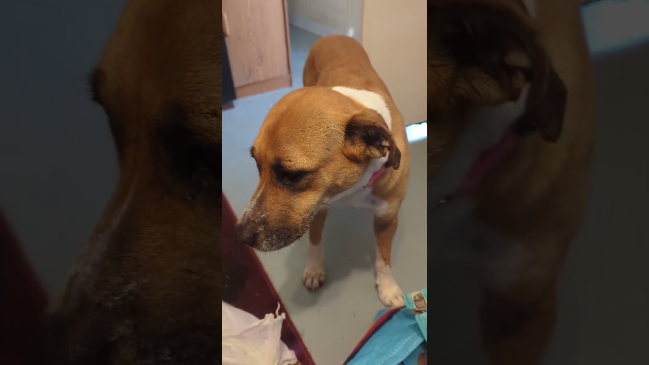 Josie Sue, a ADOPTABLE mixed breed in Nolensville, TN video 5/6