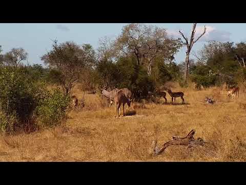 Djuma: Impalas and two Kudu bulls - 11:12 - 06/08/21