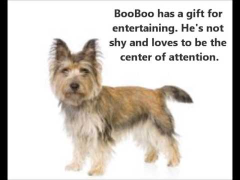 Cairn Terrier