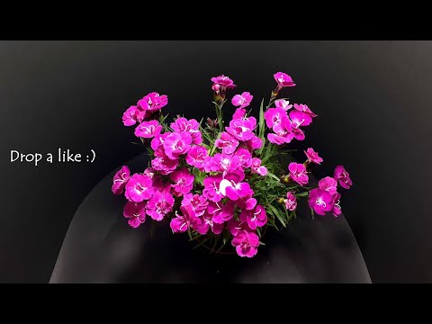 201 days growing in 5 minutes   Plant time lapse compilation BQ