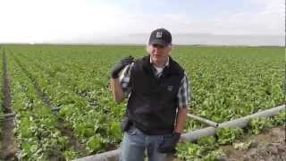 preview picture of video 'Markon Live from the Fields: Huron Harvesting Transition, October 11, 2012, Huron, California'