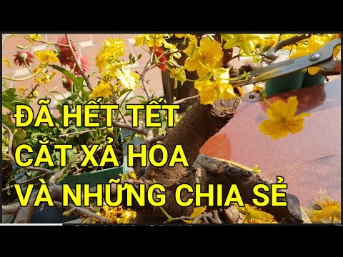 🔴 QBS23363 - THỜI ĐIỂM XẢ TÀN CHO CÂY MAI VÀNG MIỀN BẮC | XẢ HOA CHO CÂY MAI VÀNG |CHĂM SÓC MAI VÀNG