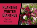 Sweet William For The Spring!