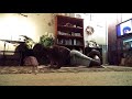 Pushups on my knees 75 strict reps bdwt 250.2 lbs