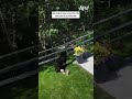 My Dog Is Too Brave For His Own Good Sometimes