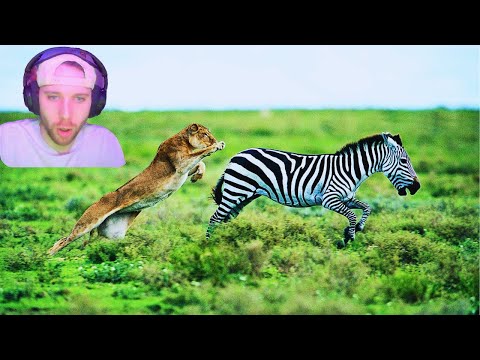 ANIMAL UNDERDOG CLUTCHES