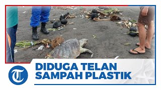 Penyu Mati di Pantai Bantul dalam Kondisi Penuh Sampah Plastik di Area Mulut