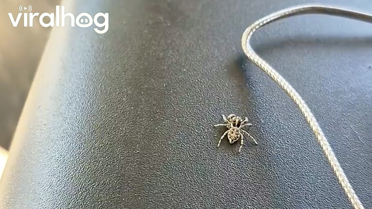 Spider Patiently Stalks a Fly || ViralHog