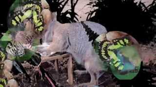 BUTTERFLIES AND A WALLABY MEET TOM JONES HELP YOURSELF SCOTT WALKER - BUTTERFLY