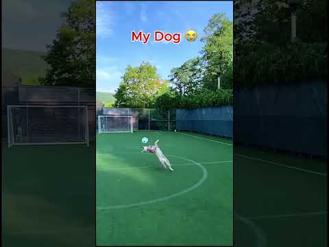 My Friends Dog vs My Dog 🐶💀