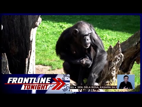 Inang chimpanzee sa Spain, tatlong buwan nang karga ang namatay na anak Frontline Tonight