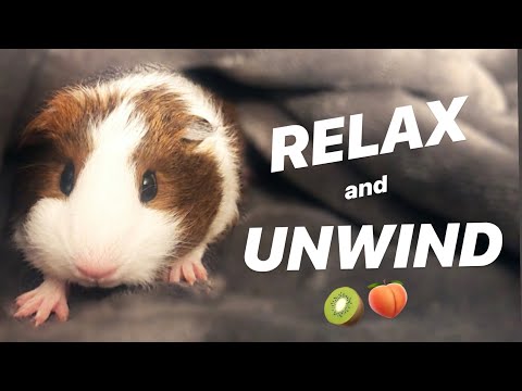 Relaxing Sunday with Kiwi | Peawi Pigs