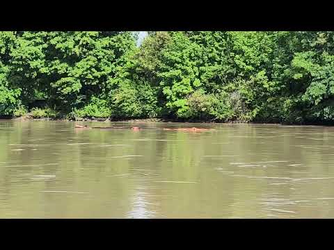 Krokodil 🐊 in der Donau 😉