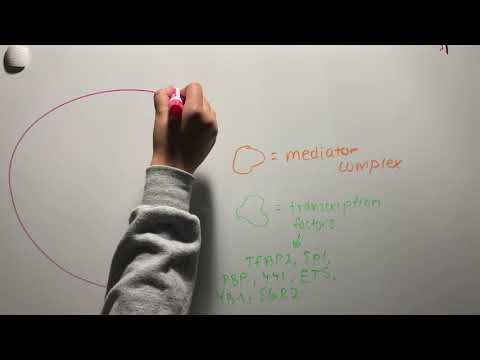 Intro to Transcription Factor Binding Sites