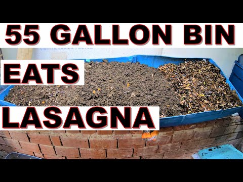55 gallon worm bin EATS the LASAGNA bin