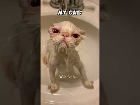 My Friends Cat vs My Cats #cat #kitten #funny #fun #cute #pets #animlas