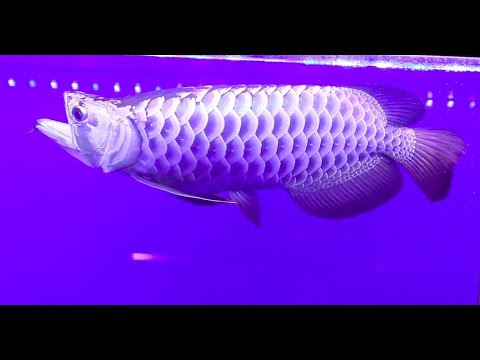Best Top 10 Most Beautiful Arowana Fish Grand Champion | Beautiful Asian Arowana - The Dragon Fish